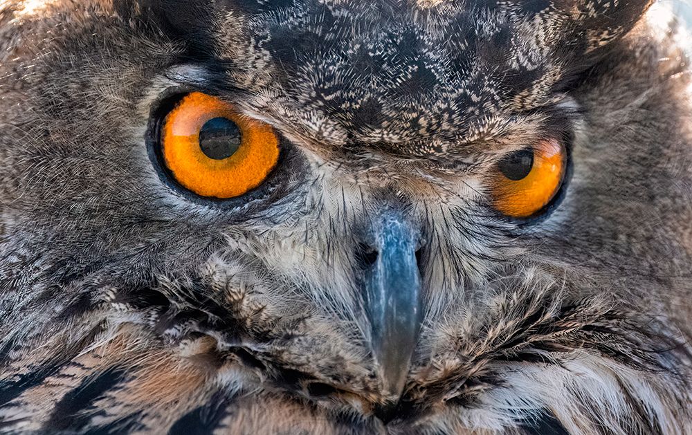 Close-up of Eurasian Owl-California-USA